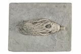 Fossil Crinoid (Cyathocrinites) - Crawfordsville, Indiana #215813-1